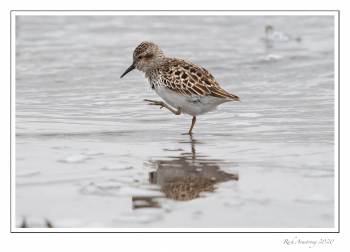 shore bird 6 copy.jpg